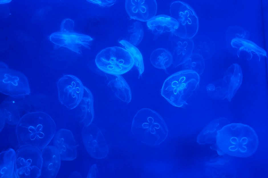 Translucent moon jellyfish floating peacefully in shallow coastal water Translucent moon jellyfish floating peacefully in shallow coastal water