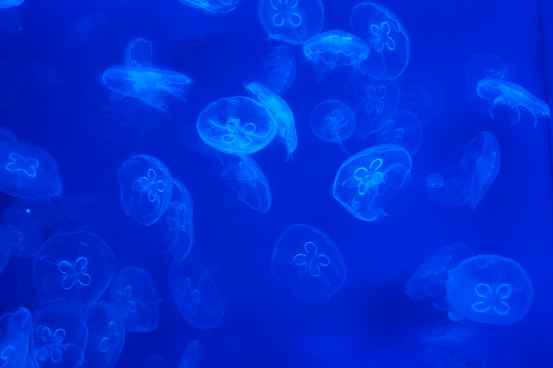 Underwater at Teavanui Pass