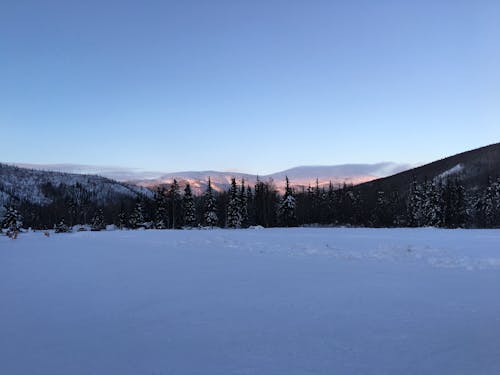 Trees on Snow Covered Ground