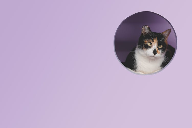 Cat Sitting In Purple Box