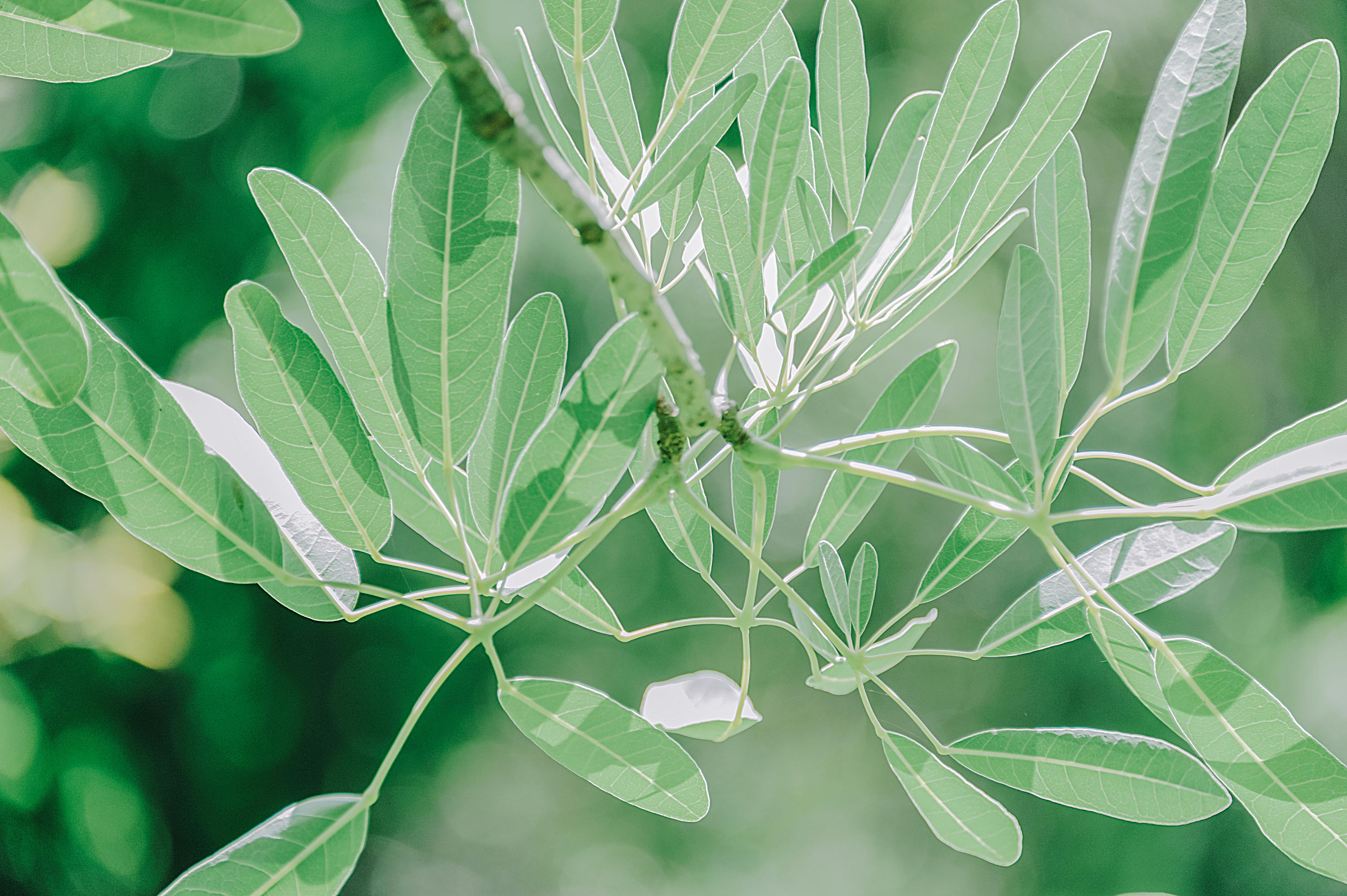 Bright close-up photo highlighting fresh leaves on a tree branch in daylight.
