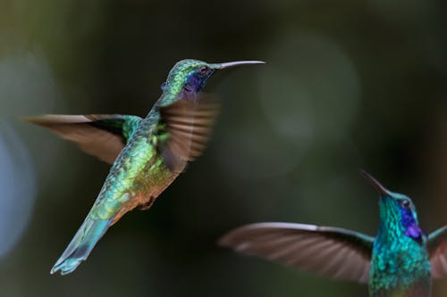 Foto d'estoc gratuïta de aviari, colibrí, fotografia d'aus