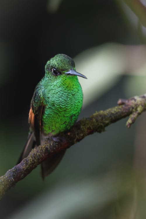 Stripe-tailed Hummingbird on a Tree Branch 