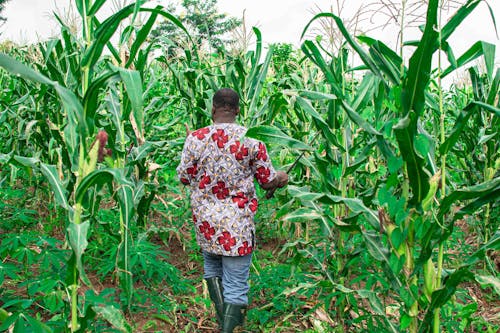 A Man Walking on Corn Field