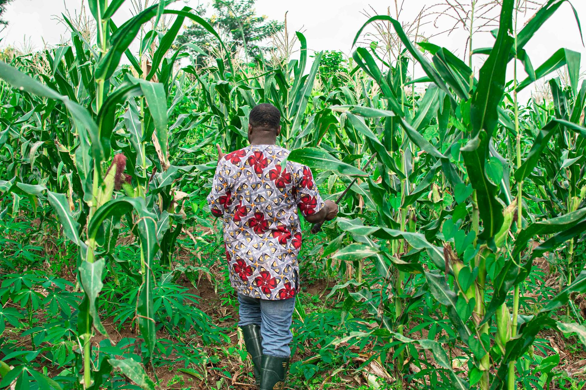 An African farmer in vibrant attire walks through a lush corn field, showcasing agriculture.