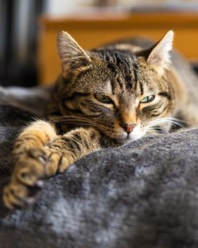 cat photo