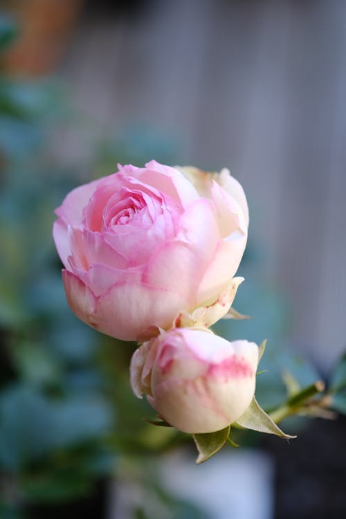 Pink Blooming Roses
