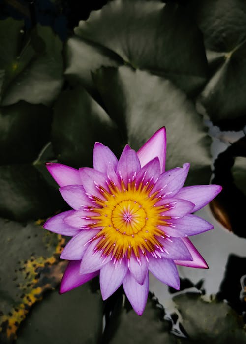 特写, 百合, 紫色小花 的 免费素材图片