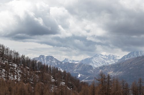 Photos gratuites de arbres, montagnes couvertes de neige, nature