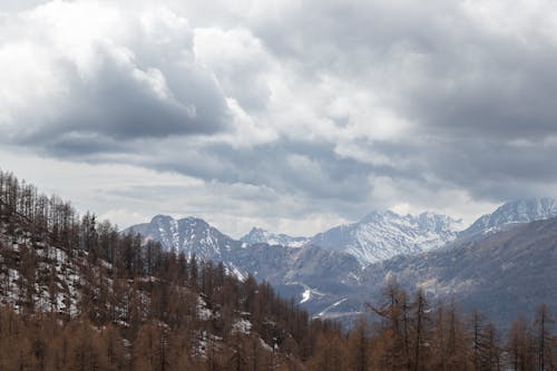 Brown Trees on Snow Covered Mountain