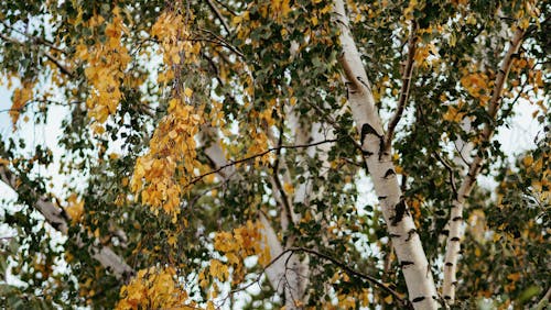 Yellow and Green Tree in Close Up Shot