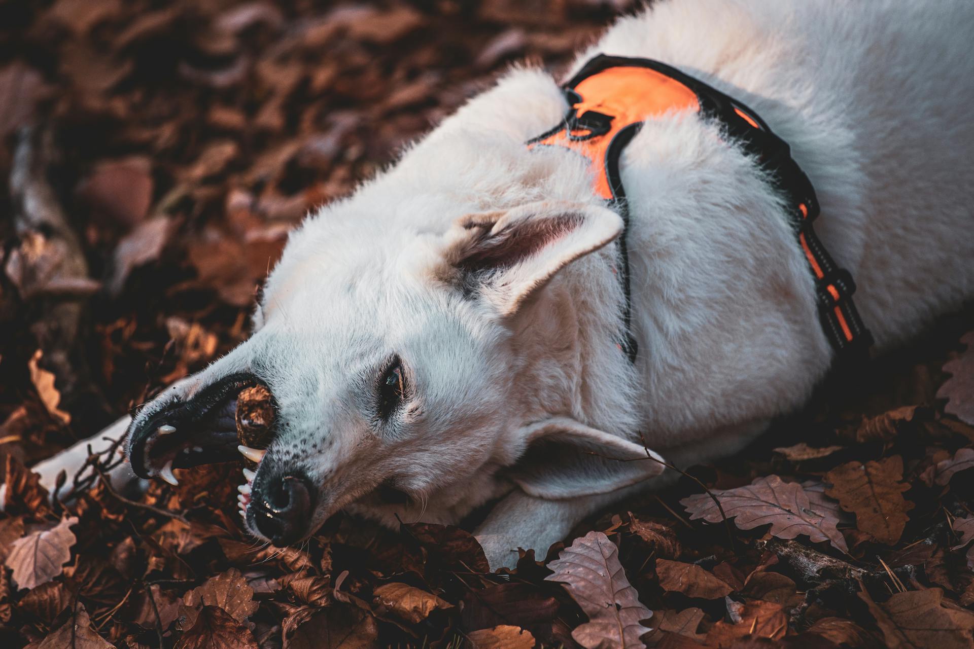 white swiss shepherd dog in forest plays with stick on t ground