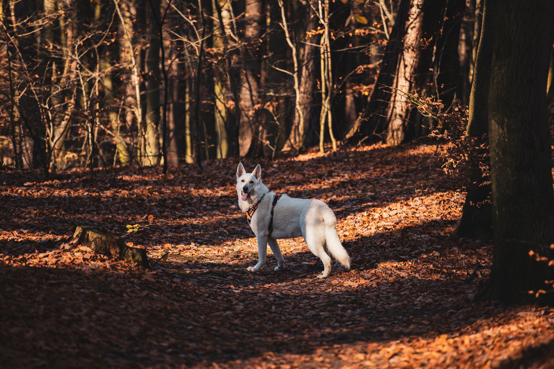 The Best Eco-Friendly Dog Poop Bags: Stop Falling For The Plastic Biodegradable Scam