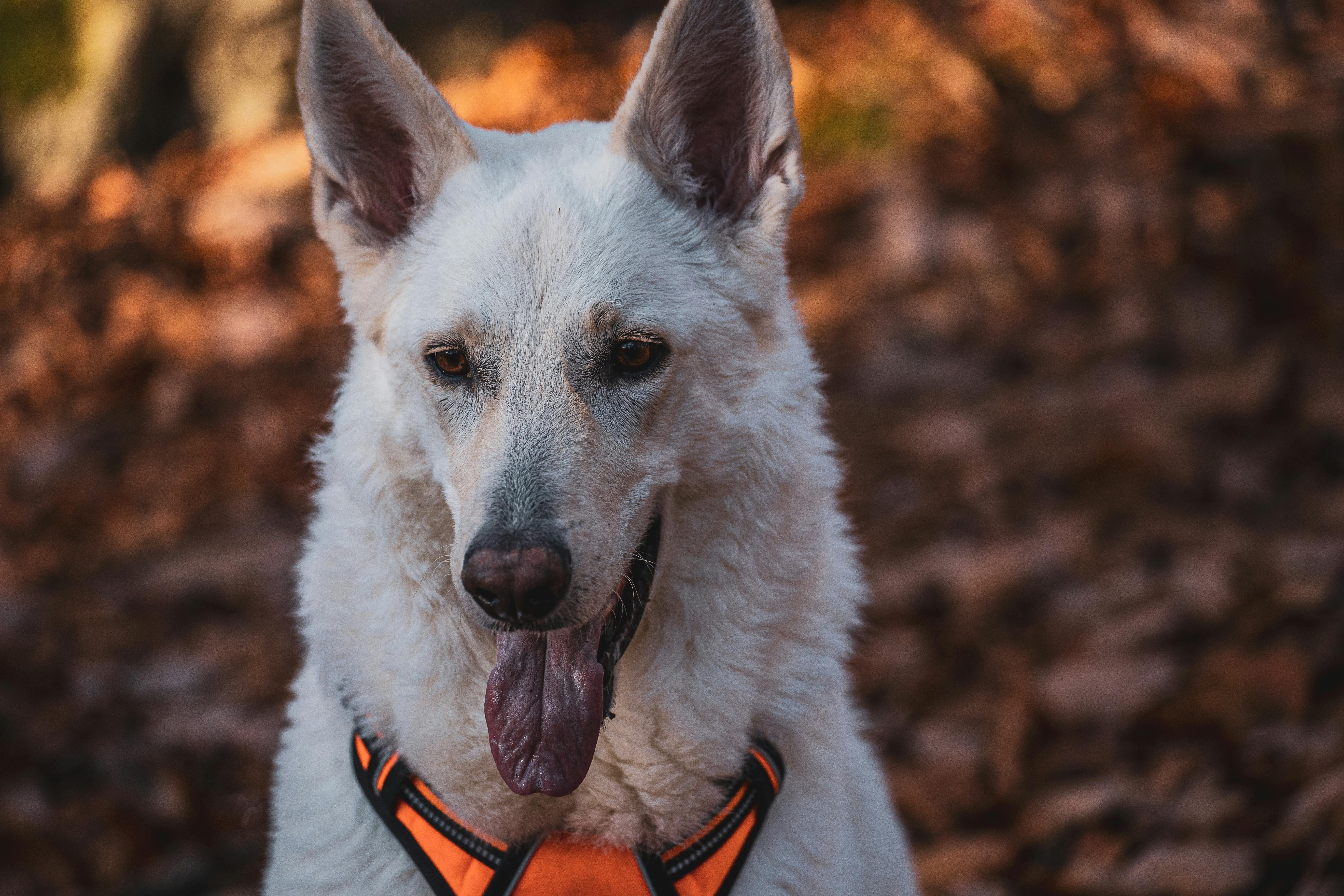 Close-Up Shot of an American White Shepherd