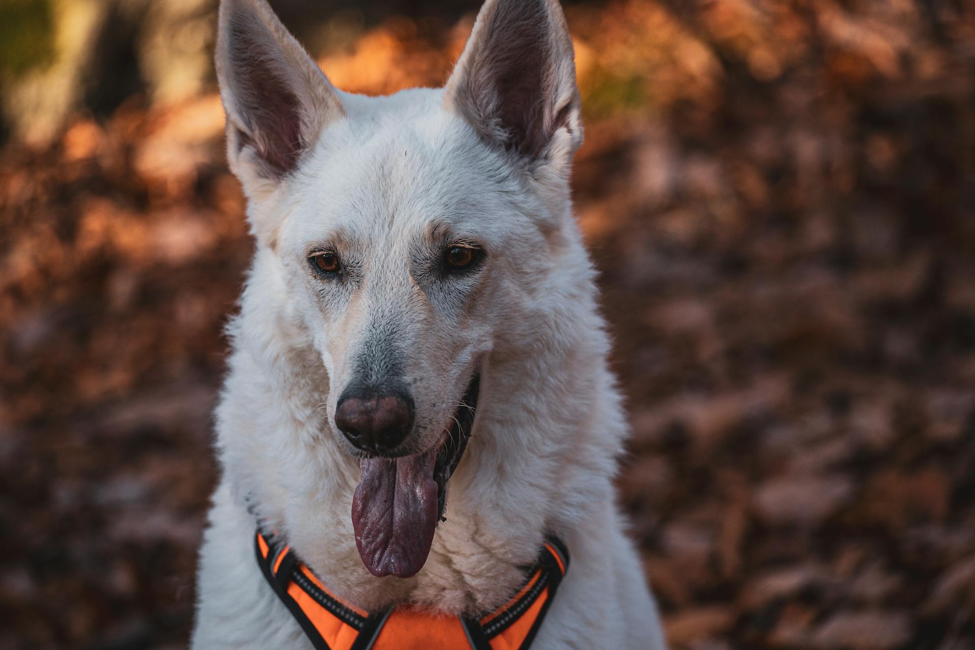 En amerikansk vit herdehund i närbild