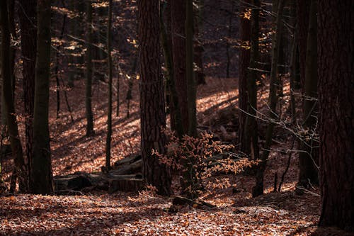 Fotobanka s bezplatnými fotkami na tému fotografia prírody, hnedé listy, hnedé stromy