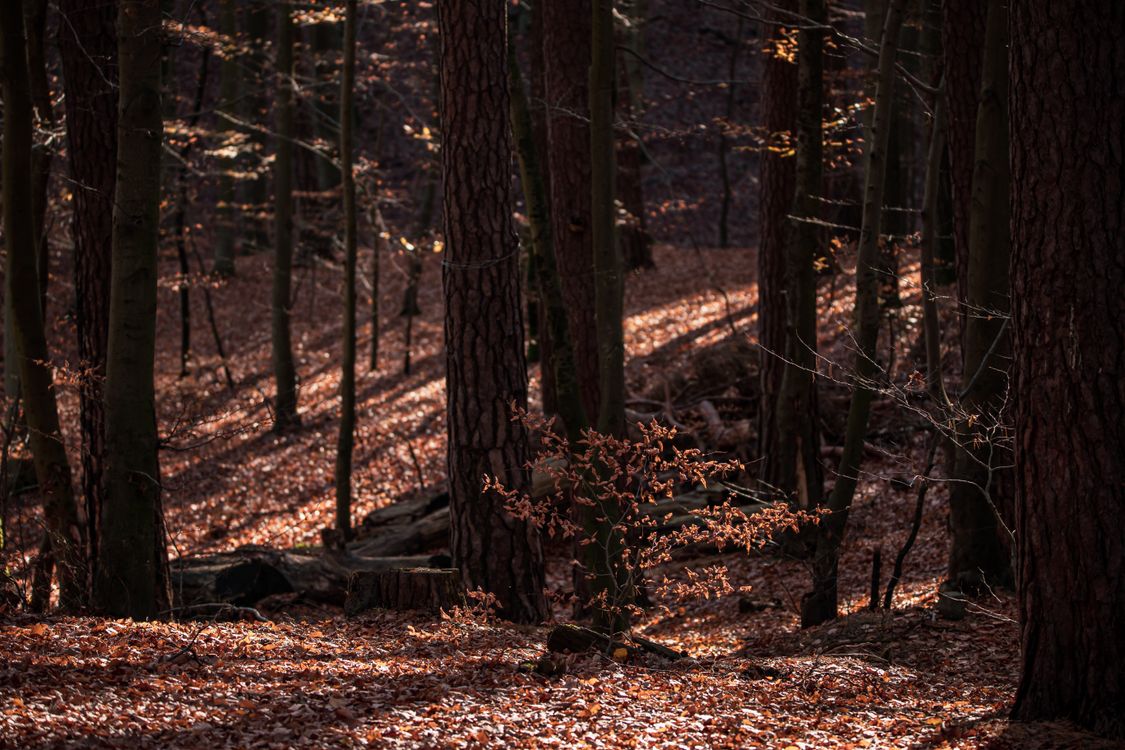 Brown Trees in the Forest · Free Stock Photo