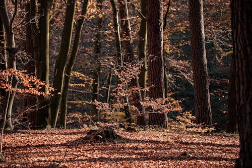 Fotobanka s bezplatnými fotkami na tému fotografia prírody, hnedé listy, hnedé stromy