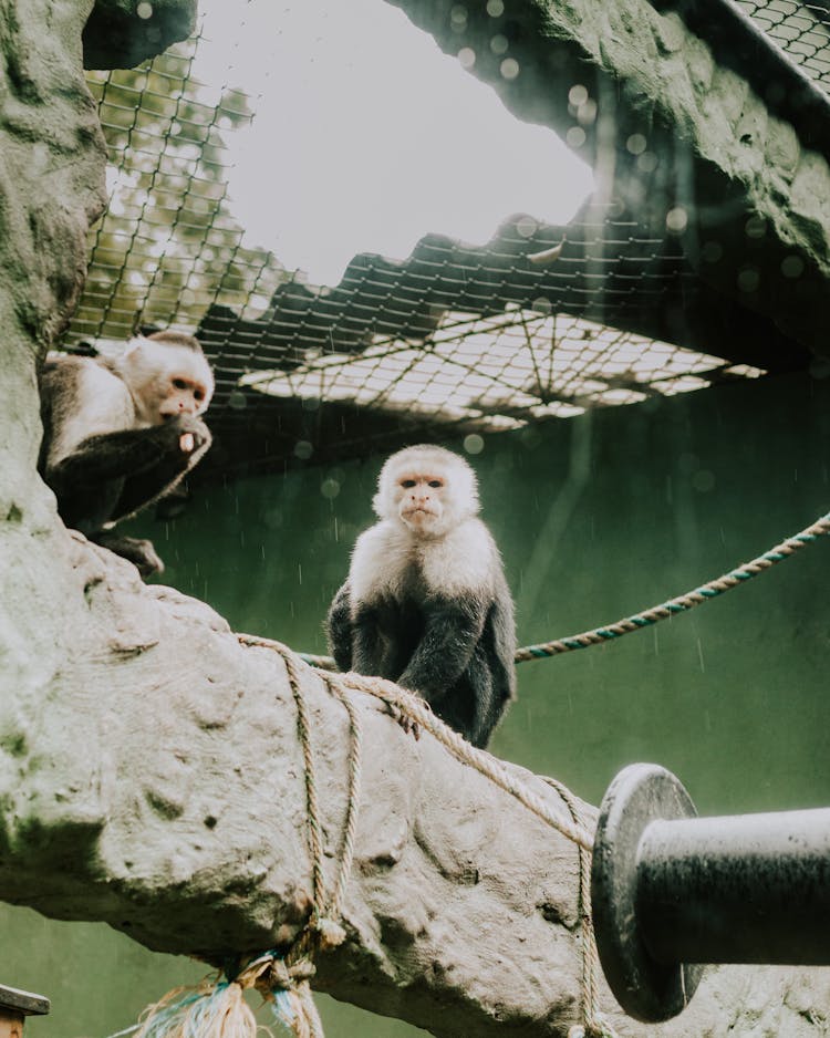 Capuchin Monkeys In A Zoo 