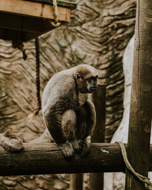 Free Close-up shot of a monkey sitting on a wooden structure at Medellín Zoo. Stock Photo