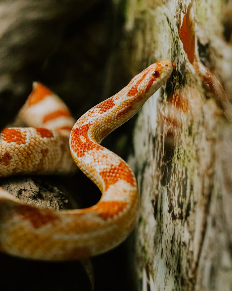 Exotic Albino Snake