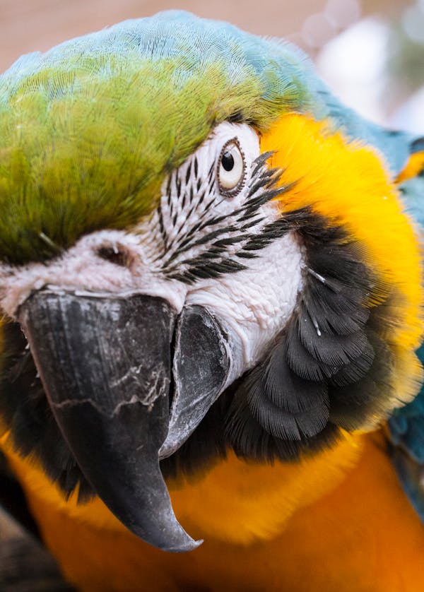 Close-up Photo Blue-and-yellow Macaw