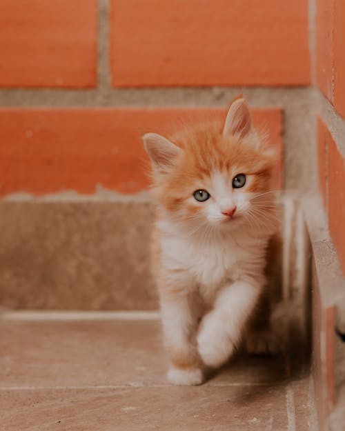 Close Up Shot of a Kitten