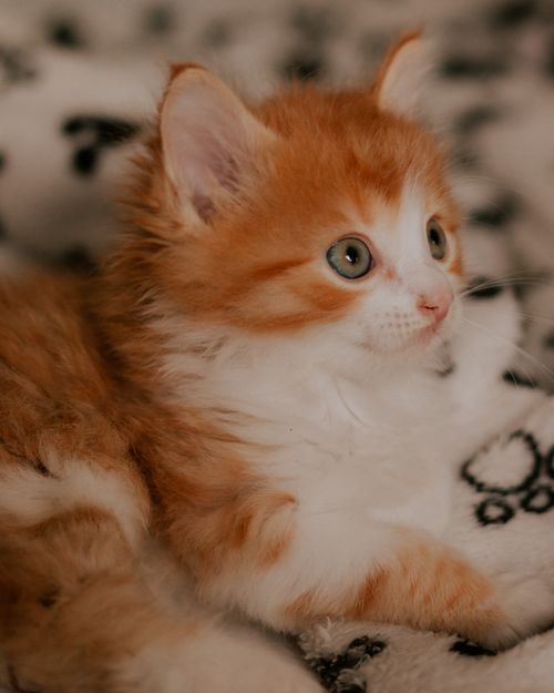Free Charming ginger kitten relaxing on a soft, patterned blanket, creating a warm and cuddly atmosphere. Stock Photo