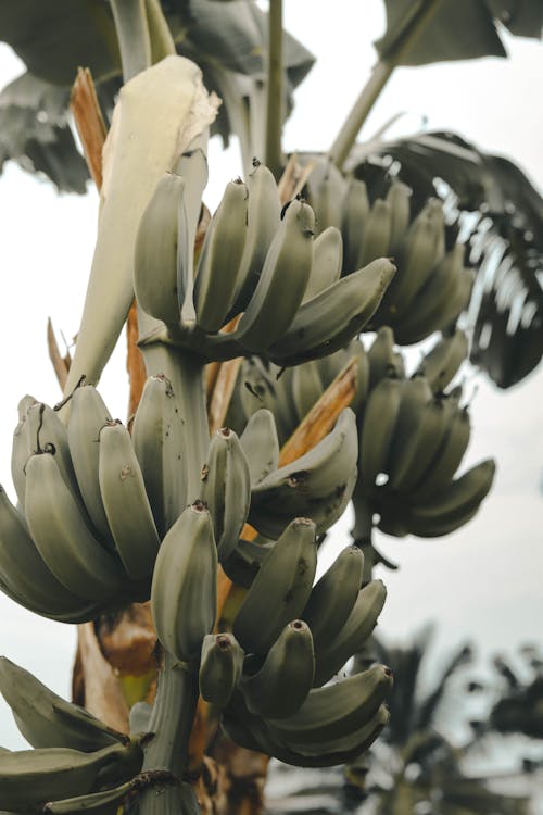 Gratis lagerfoto af afrikansk, afrikansk frugt, busk