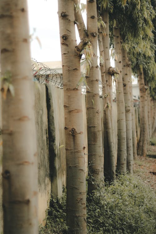 Tree Trunk