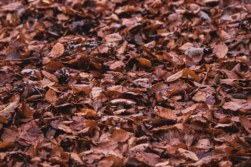 テクスチャ, バックグラウンド, 乾燥した葉の無料の写真素材