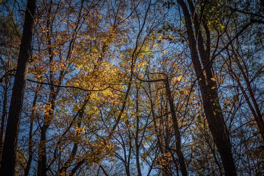 Vibrant fall foliage under clear blue sky, showcasing nature's beauty.