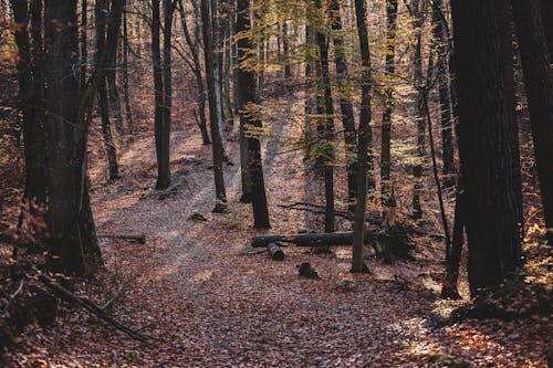 бесплатная Бесплатное стоковое фото с коричневые деревья, лес, окружающая среда Стоковое фото