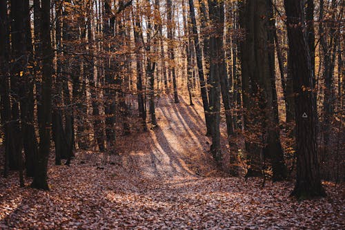 бесплатная Бесплатное стоковое фото с коричневые деревья, лес, окружающая среда Стоковое фото