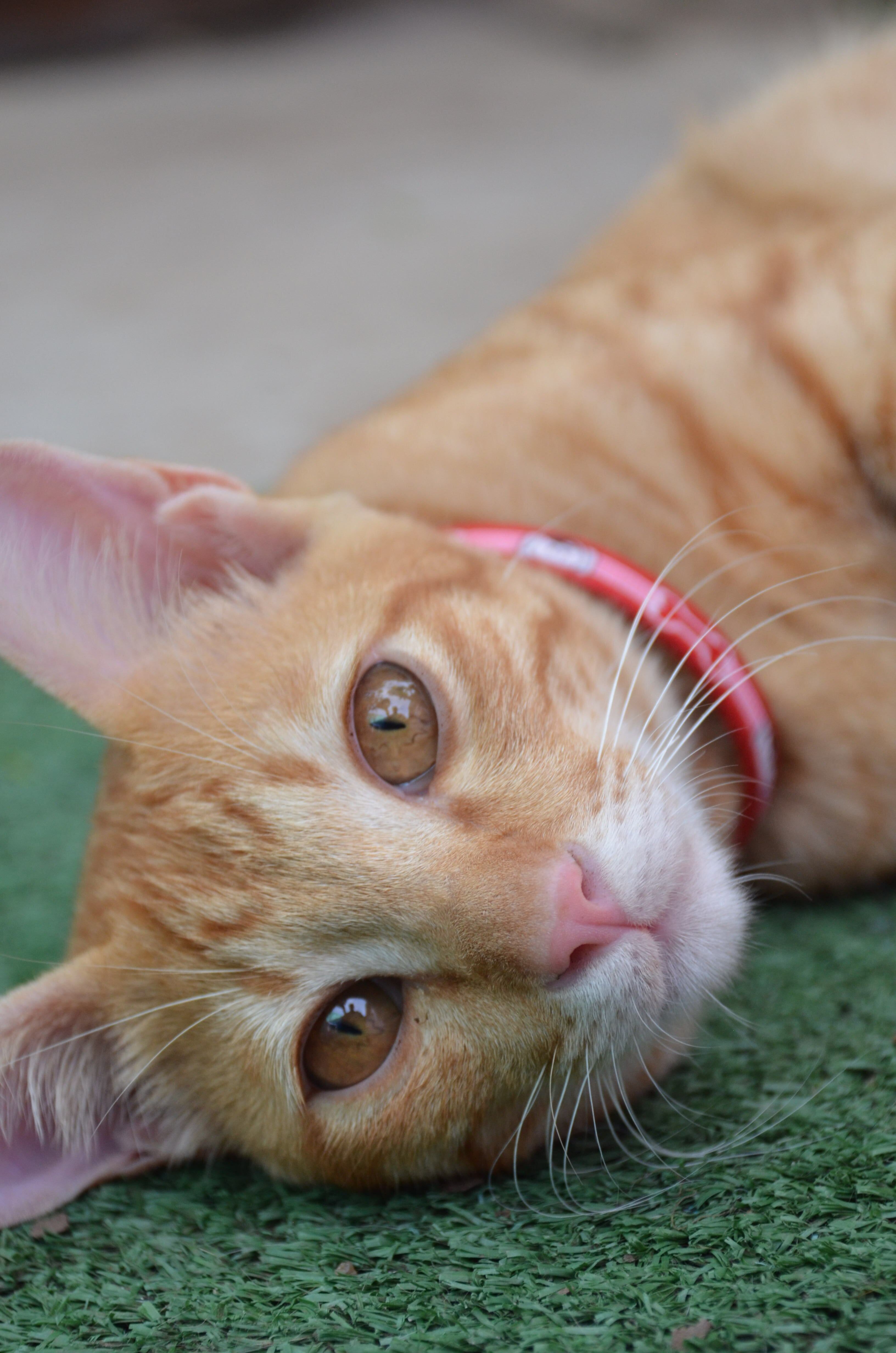Orange Tabby Cat in Close Up Shot · Free Stock Photo