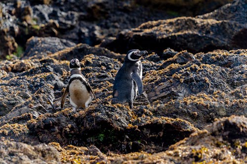 スフェニスカス マゼラニクス, マゼランペンギン, 岩の無料の写真素材