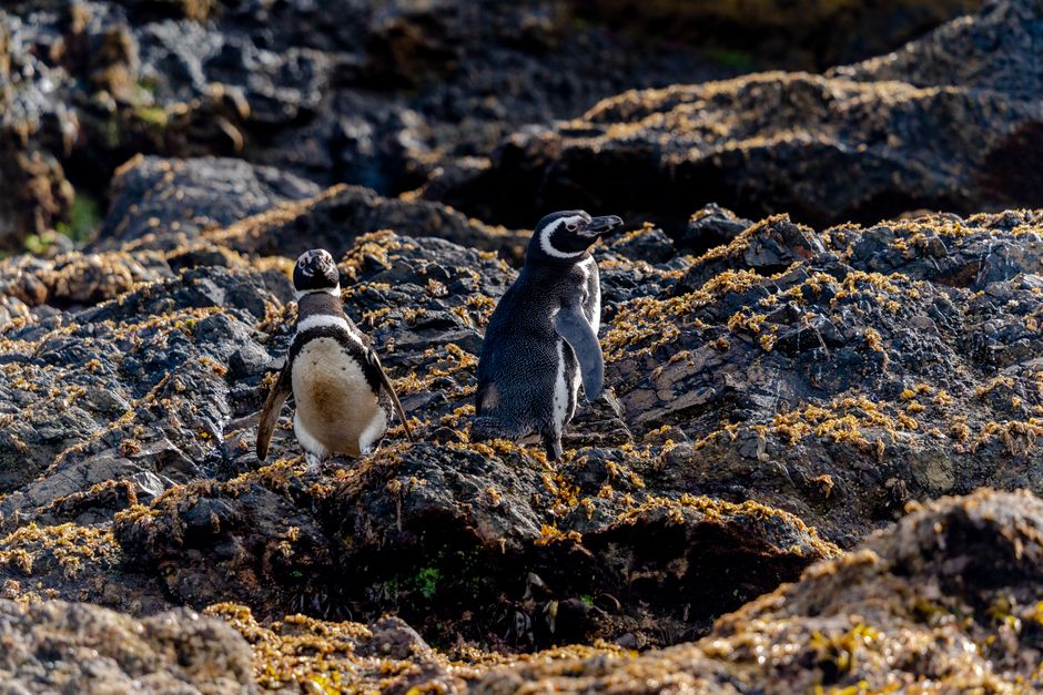 Fotomural Dos pingüinos de Magallanes se encuentran en un terreno rocoso, exhibiendo la vida silvestre en su hábitat natural.