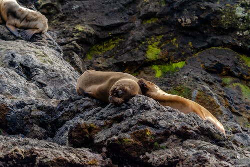 Photos gratuites de animaux, bord de mer, caillou