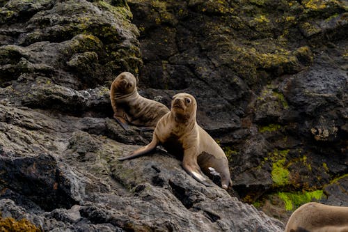 Ücretsiz Deniz aslanları, deniz kıyısı, doğa içeren Ücretsiz stok fotoğraf Stok Fotoğraflar