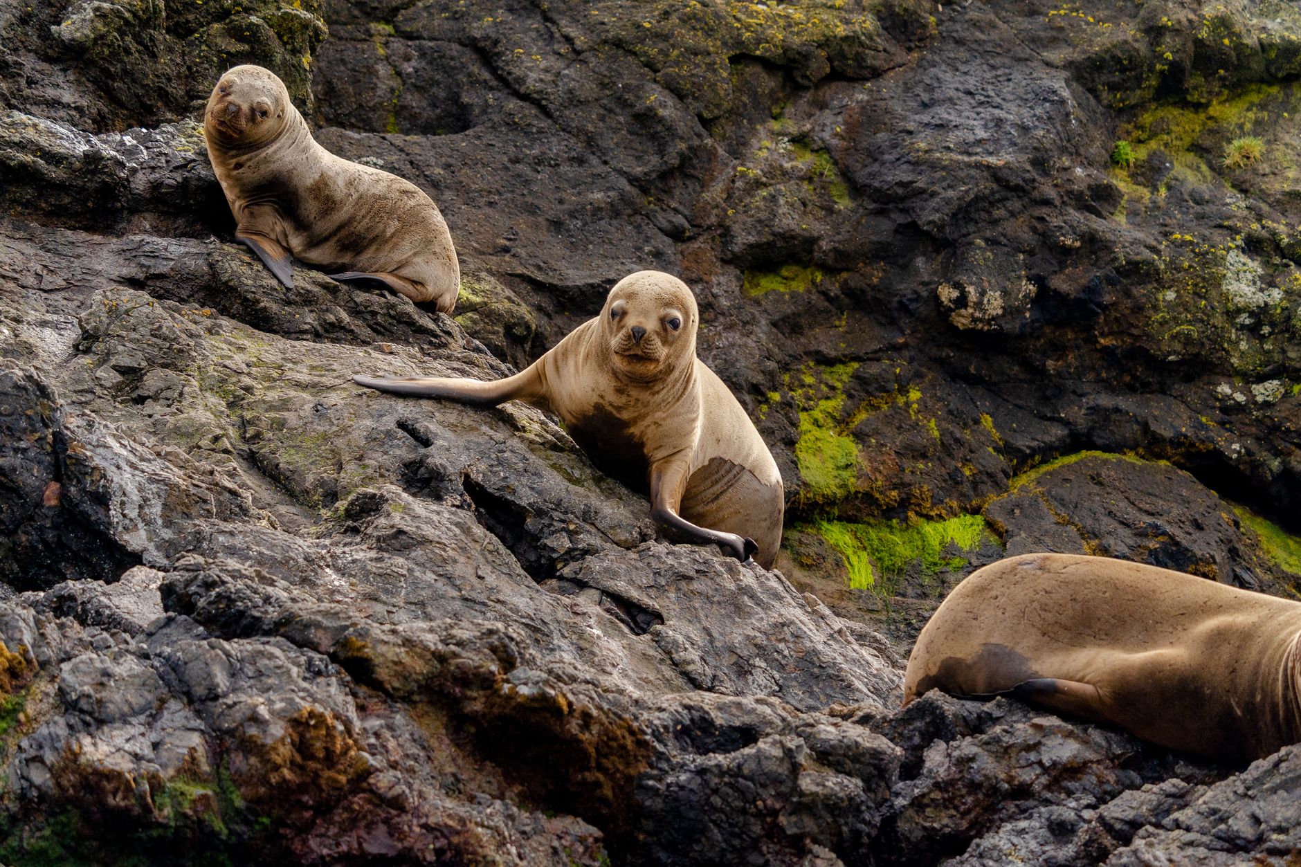 Group of sea lions lounging on rugged rocks by the coast, showcasing natural habitat.