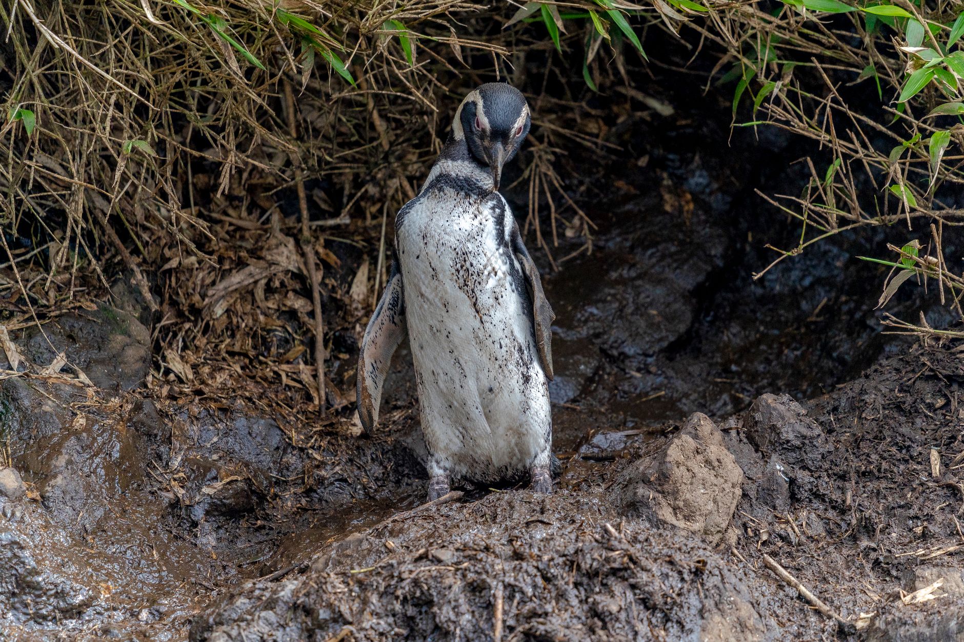 Prngwin Poop What happens to penguin poop? - The Institute for Environmental ...