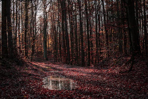 Fotobanka s bezplatnými fotkami na tému fotografia prírody, jeseň, les