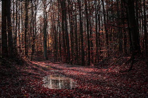 Darmowe zdjęcie z galerii z drzewa, fotografia przyrodnicza, jesień