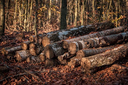 Photos gratuites de arbres, automne, bois de chauffage