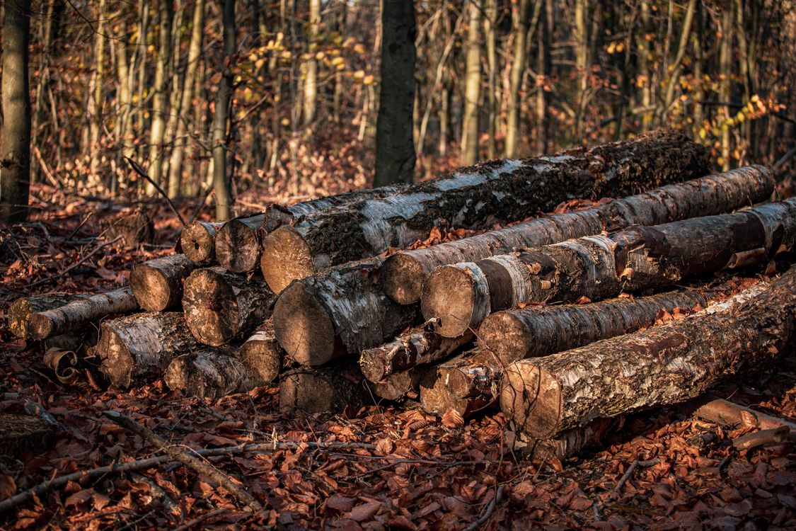 Close-up of a Pile of Tree Logs in a Forest · Free Stock Photo