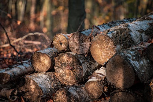 Immagine gratuita di boschi, catasta di legna, legna da ardere
