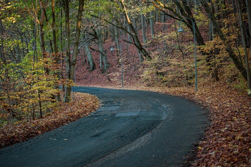 View of an Asphalt Road in a Forest in Autumn 