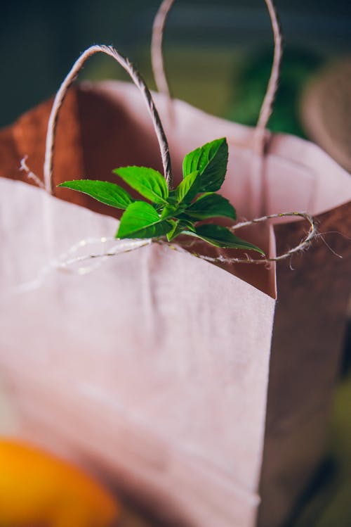 Mint Tied to Paper Shopping Bag