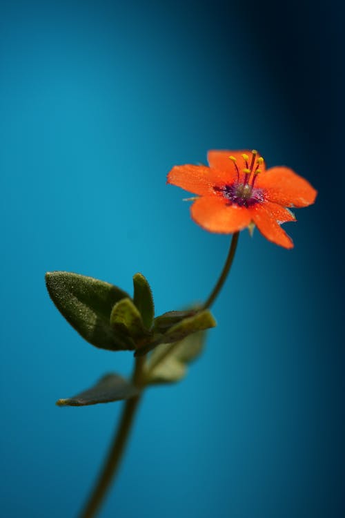 Foto profissional grátis de beleza na natureza, botânica, cabeça de flor