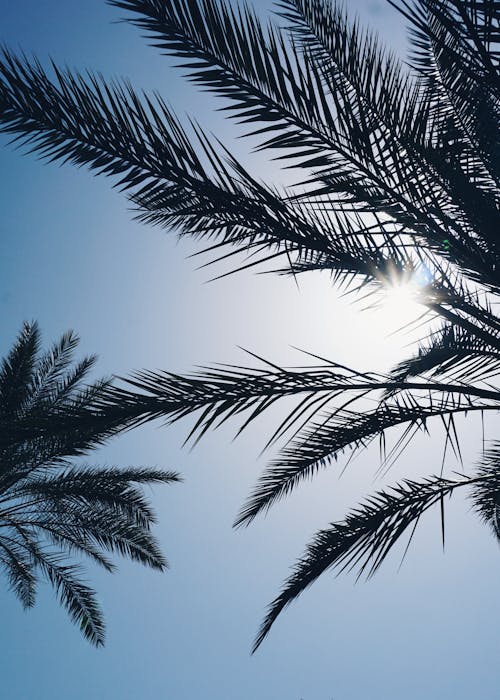 Foto profissional grátis de árvore, céu limpo, férias